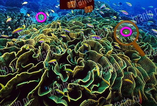 Сокровища морей решения Уровень 253