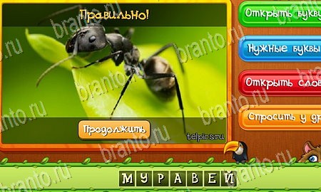 Игра 101 картинка животные уровень 70