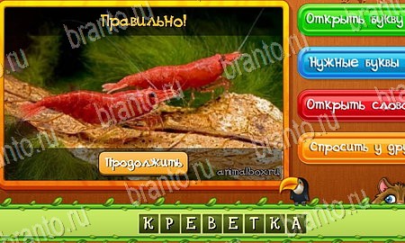 Угадай животных игра ответы в одноклассниках Уровень 33