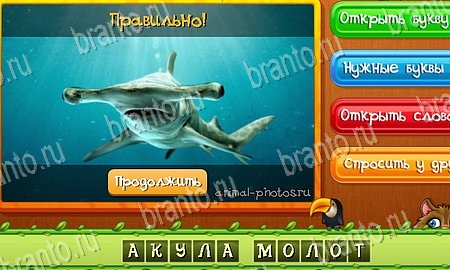 Угадай животных игра из одноклассников решения Уровень 123