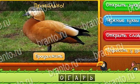 игра Угадай животных ответы в одноклассниках на Уровень 296