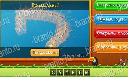 Одноклассники Угадай животных ответы Уровень 309