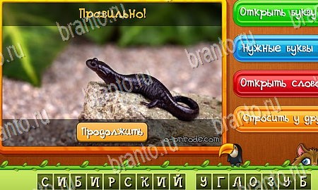 Угадай животных игра ответы в одноклассниках Уровень 358