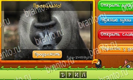 Угадай животных игра ответы ВК Уровень 374