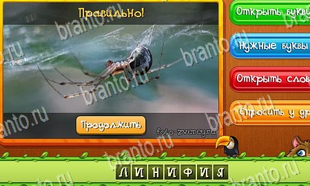 Угадай животных игра из одноклассников решения Уровень 398