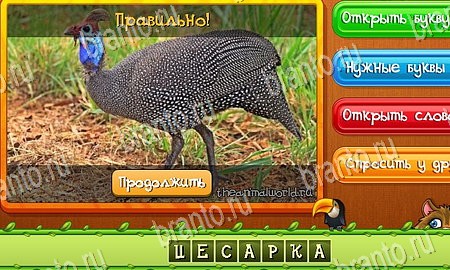 Решения на игру Угадай животных Эпизод 9 Уровень 204