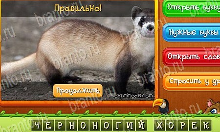 Одноклассники Угадай животных ответы Уровень 484