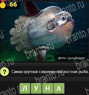 Одноклассники Уникум решебник к игре Одноклассники Уровень 66