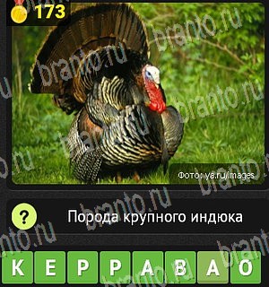 Уникум все ответы Уровень 173