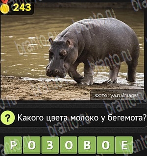 Уникум Одноклассники подсказки Уровень 243