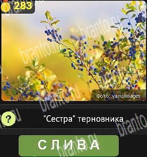 Уникум Одноклассники подсказки Уровень 283