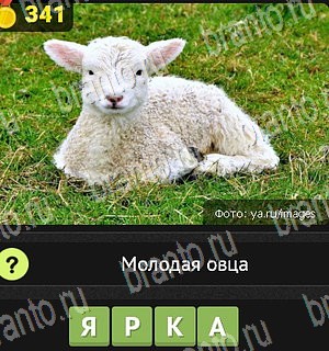 четыре фото 1 слово в Одноклассниках ответы Уровень 341