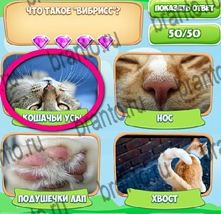 ответы к игре Узнавайка Уровень 425