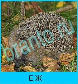 помощь на игру В мире животных одноклассники уровень 43