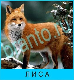 ответы на игру В мире животных уровень 45