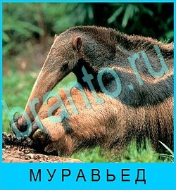 игра В мире животных ответы в контакте уровень 46