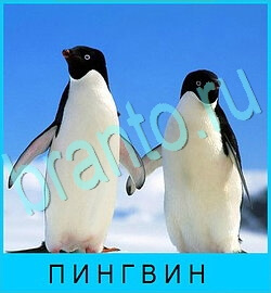 игра В мире животных подсказки одноклассники уровень 47