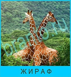 игра В мире животных відповіді в контакте уровень 50