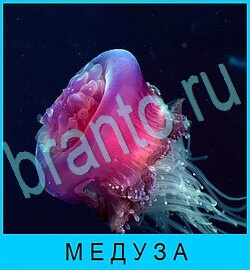 В мире животных игра ответы вконтакте уровень 53