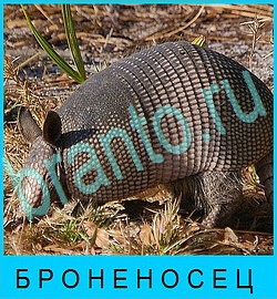 скриншоты с ответами В мире животных уровень 54