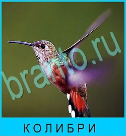 В мире животных игра решения уровень 56