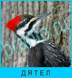 ответы на игру В мире животных уровень 57