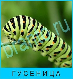 В мире животных игра відповіді в контакте уровень 58