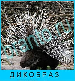 приложение В мире животных ответы на все задания уровень 59