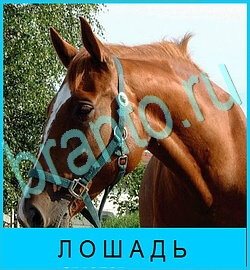 ответы на игру В мире животных уровень 60