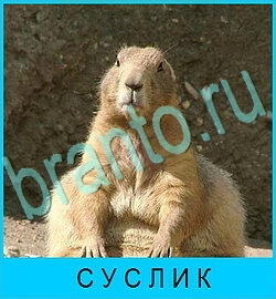 ответы на игру В мире животных уровень 62