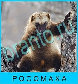 ответы на игру В мире животных уровень 64