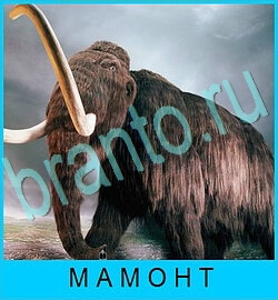 ответы на игру В мире животных уровень 65