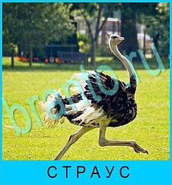 ответы на игру В мире животных уровень 66