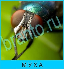 ответы на игру В мире животных уровень 67