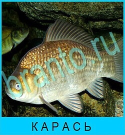 ответы на игру В мире животных уровень 68