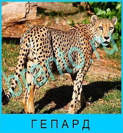 ответы на игру В мире животных в Одноклассниках уровень 69