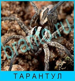 В мире животных игра ответы уровень 70