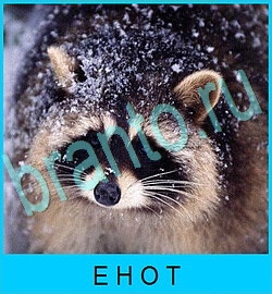 ответы на все уровни игры В мире животных уровень 71