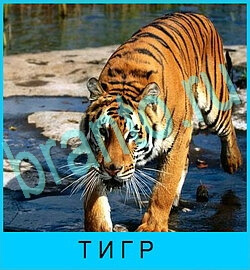 помощь на игру В мире животных уровень 73