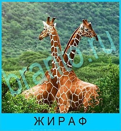 В мире животных игра ответы уровень 74