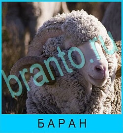 решения на игру В мире животных Одноклассники уровень 76