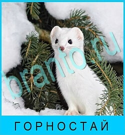 ответы на игру В мире животных уровень 78