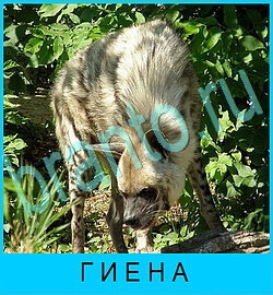 В мире животных ответ на уровень 79