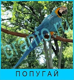 В мире животных ответ на уровень 80