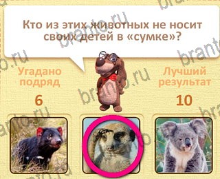 Пушистые вопросы разгадки к игре уровень 21