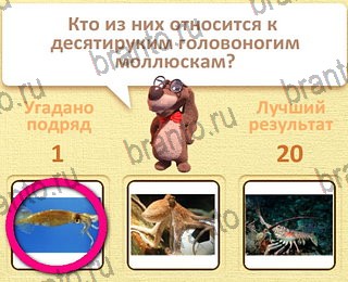 все решения к игре Пушистые вопросы уровень 27