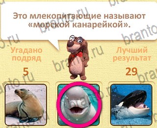 Одноклассники Пушистые вопросы решебник к игре Одноклассники уровень 6