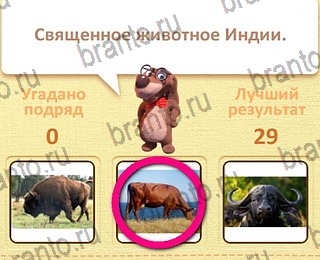 Пушистые вопросы Одноклассники найти ответы уровень 8