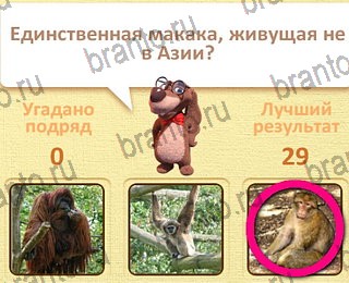 Пушистые вопросы Одноклассники подсказки уровень 13