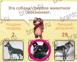 Пушистые вопросы все отгадки Одноклассники уровень 19